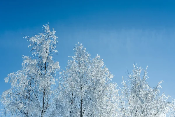 Arbres couverts de neige contre le ciel bleu . — Photo