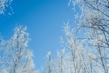 kar kaplı ağaçlar mavi gökyüzü.