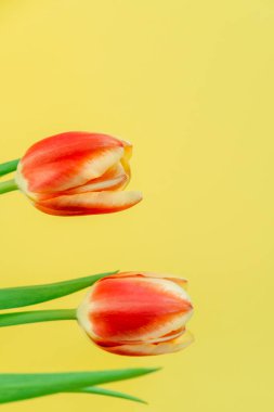 Taze bahar laleleri.