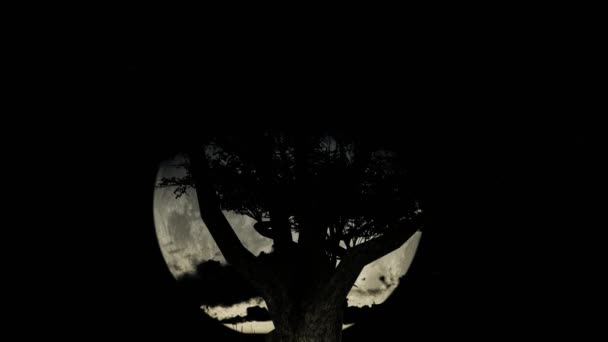 Moon Ancient Gnarled Tree Branches Inglés Lapso Tiempo — Vídeos de Stock