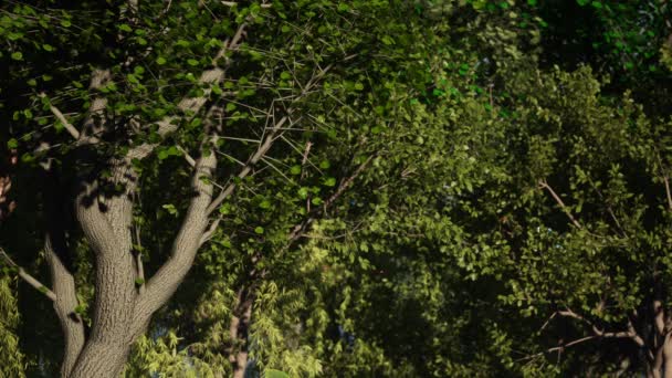 Medio Del Bosque Verde Con Luz Solar Mariposas Voladoras — Vídeos de Stock