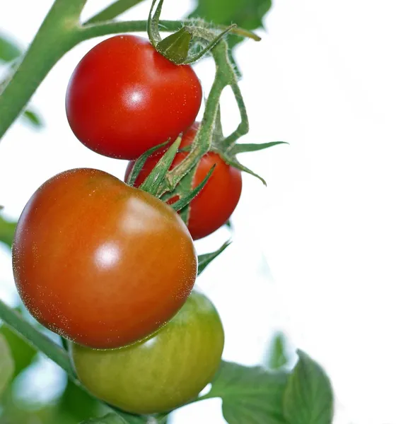 Bunch of ripening tomatoes — Stock Photo, Image