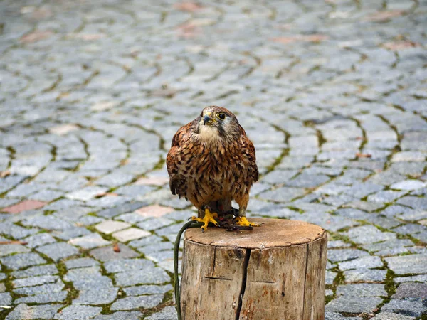 Falco tinnunculus (Postolka obecna) Bird of prey — Stock Photo, Image