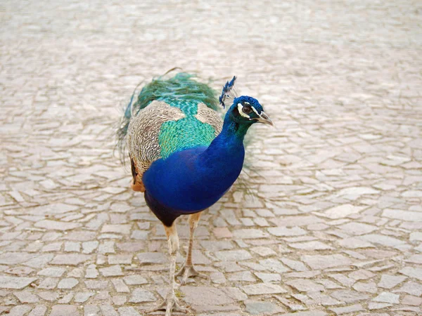 Korunkaty Pav (pavo cristatus l.) — Foto Stock