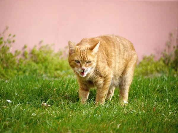 Orange cat in grass getting angry