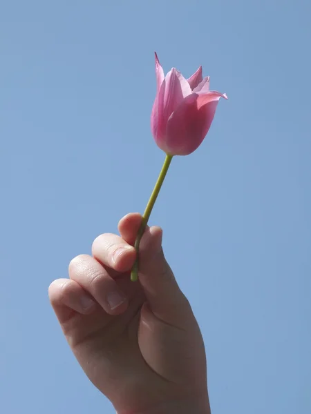 青い空を背景チャイルズ手の小指の花 — ストック写真