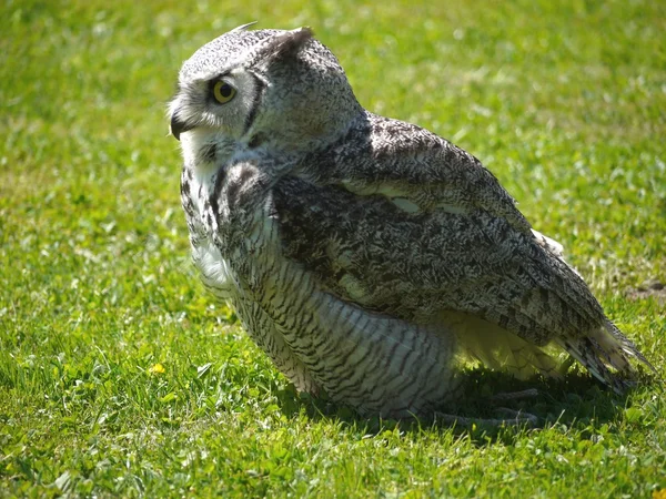 Sova australska, lat. Tyto Novaehollandiae, standing on grass — Stock Photo, Image