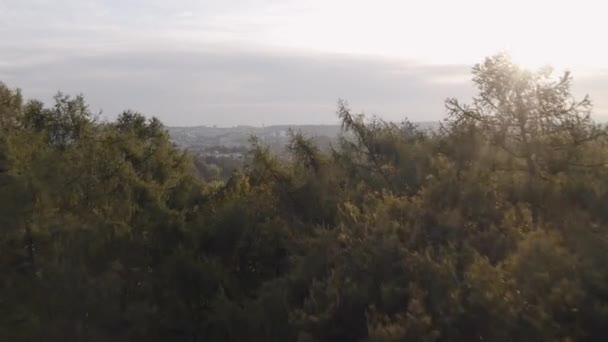 Beautiful gold sunlight beams in forest through trees, sunny morning just after sunrise, aerial view — Vídeo de Stock