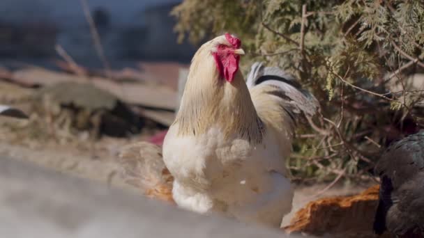 Vrije uitloop een grote witte huiselijke haan kip op een kleine landelijke eco boerderij, hen op zoek naar camera — Stockvideo