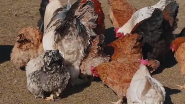 Huisdieren kippen en hanen die graan eten op een vrije uitloop boerderij met geel gras op een kleine eco boerderij — Stockvideo