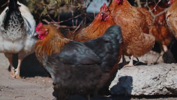 Vrije uitloop een witte huiselijke haan kip op een kleine landelijke eco boerderij, hen op zoek naar camera — Stockvideo