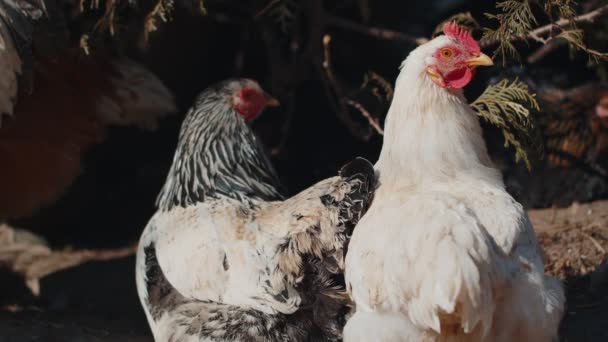 Dua ayam domestik dan ayam jantan yang santai, berjalan di ladang bebas di dekat pohon di peternakan eco rumah — Stok Video