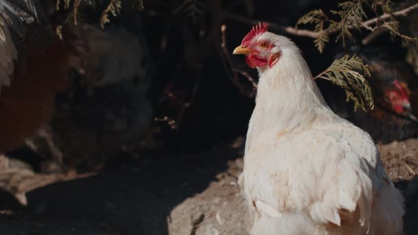 Free-range one white domestic rooster chicken on a small rural eco farm, hen  looking at camera — Stock Video © efurorstudio #553640180