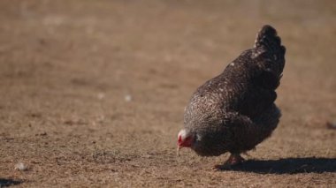 Yeşillik evcil tavuklar tahıl yiyor, ekolojik çiftlikte sarı çimenleri gagalıyor, vahşi yaşam çiftçiliği yapıyor.