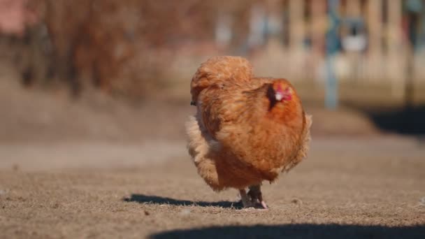 Close-up scharrelen bruine kip eten granen, pikken geel gras op kleine eco home boerderij — Stockvideo