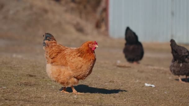 Vrije uitloop bruine binnenlandse kip eten granen, pikken geel gras op kleine eco home coop boerderij — Stockvideo