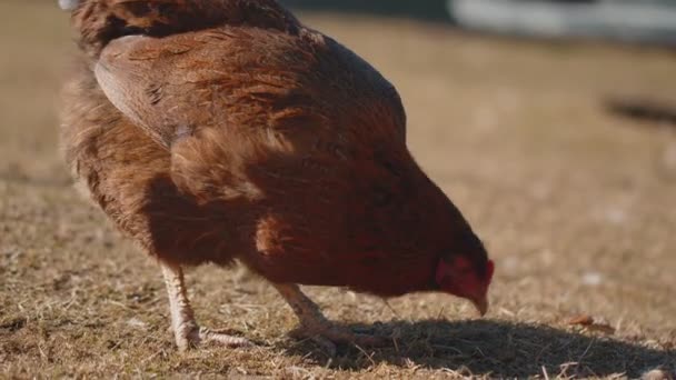 Närbild frigående brun inhemska kyckling äta korn, peck gult gräs på små eco hem gård — Stockvideo