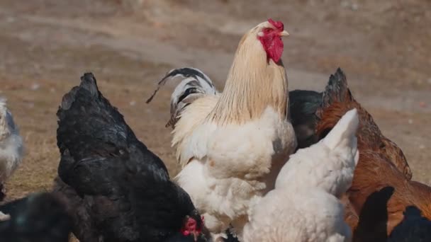 Domestic Free-Range weide kippen hanen lopen op gras voeden op het platteland Eco Home Farm Coop — Stockvideo