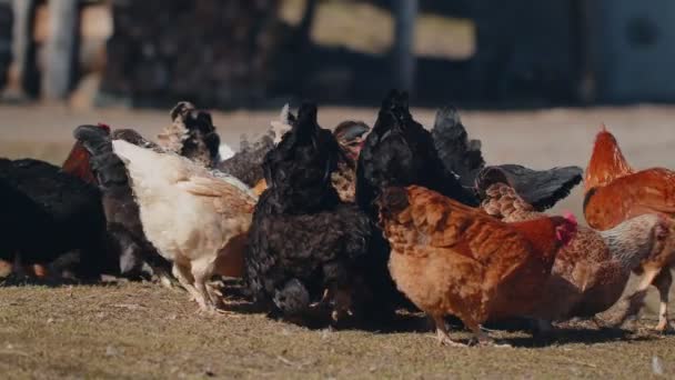 Domestik Free-Range Pasture Ayam Ayam Ayam Ayam Berjalan di Rumput Feeding On Rural Eco Home Farm Coop — Stok Video
