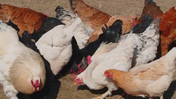 Domestic Free-Range weide kippen hanen lopen op gras voeden op het platteland Eco Home Farm Coop — Stockvideo