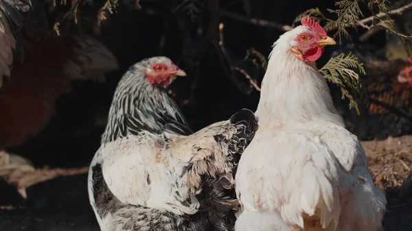 Dos pollos y gallos domésticos relajándose, caminando en la granja de campo libre cerca del árbol en la granja ecológica en casa —  Fotos de Stock