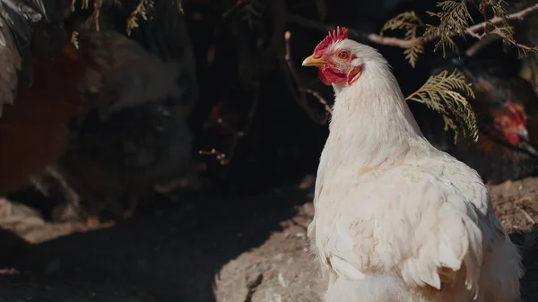 Vrije uitloop een witte huiselijke haan kip op een kleine landelijke eco boerderij, hen op zoek naar camera — Stockfoto
