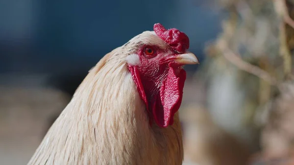 Free-range um galo galo doméstico branco em uma pequena fazenda rural eco, galinha olhando para a câmera — Fotografia de Stock