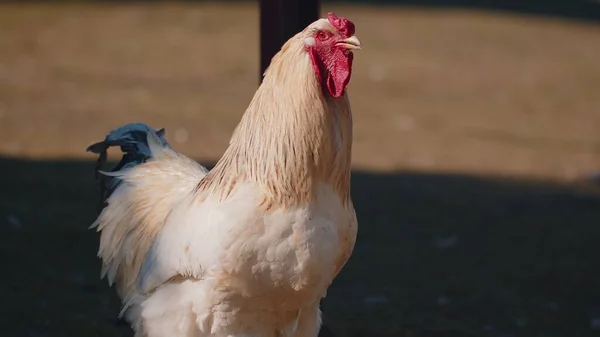 Free-range one big white domestic rooster chicken on a small rural eco farm, hen looking at camera — Stock Photo, Image