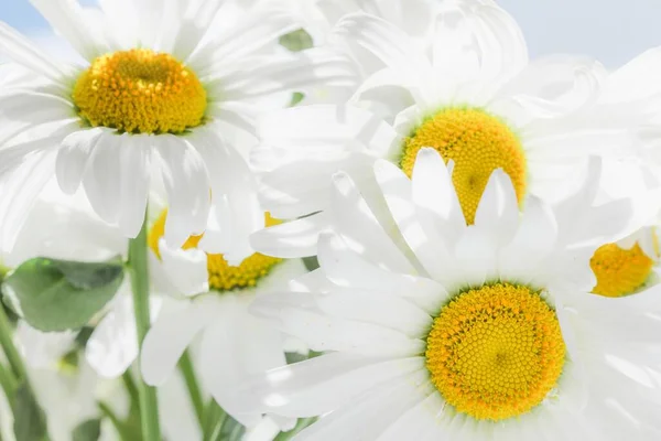 Chamomile beautiful flower sky sunny. blue — Stock Photo, Image