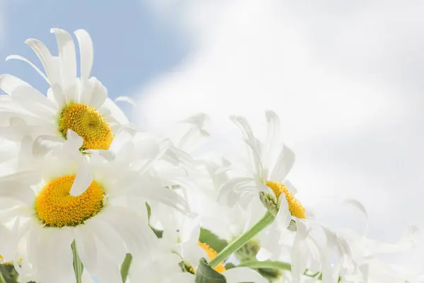 Manzanilla hermoso cielo de flores soleado. medio ambiente — Foto de Stock