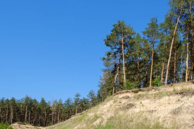 Tepe ormanları doğal yeşil doğa yazı. güzel