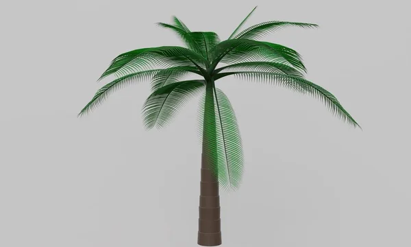 Kokosnussbaum Auf Weißem Hintergrund Rendering — Stockfoto