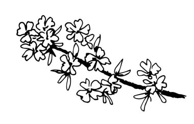 Siyah çizgili basit bir el çizimi vektör çizimi. Meyve ağacının yeşeren dalı beyaz arka planda izole edilmiş. Sakura, bahar dekorasyonu için çiçekler kartlar, davetiyeler, etiket.