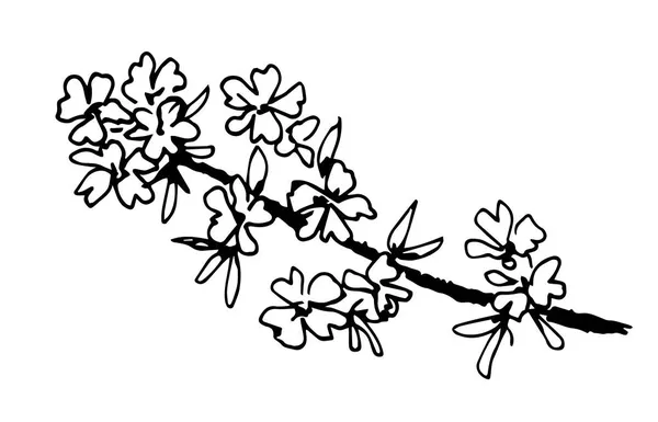 Enkel Handritad Vektorritning Svart Kontur Blommande Gren Fruktträd Isolerad Vit — Stock vektor