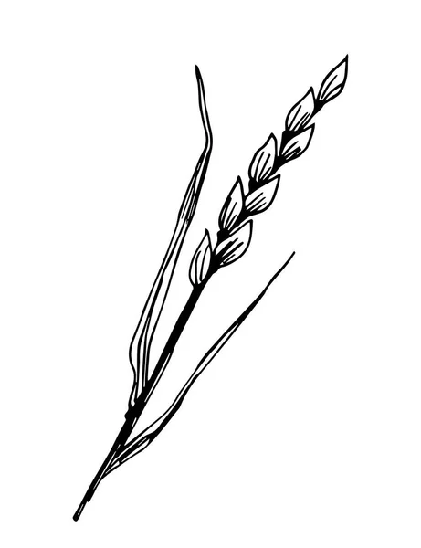 Dibujo Vectorial Dibujado Mano Simple Contorno Negro Espiguilla Trigo Cereales — Vector de stock