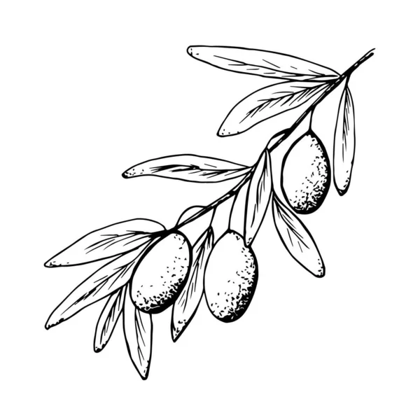 El çizimi siyah çizgili, mürekkep vektörü çizimi beyaz arka planda izole edilmiş. Zeytin dalı, yapraklar. Menü tasarımı, ürünler, mutfak aletleri, yemekler, tarifler için.