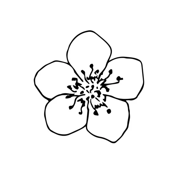Простой Рисованный Вручную Векторный Рисунок Черным Контуром Цветок Сакуры Цветок — стоковый вектор