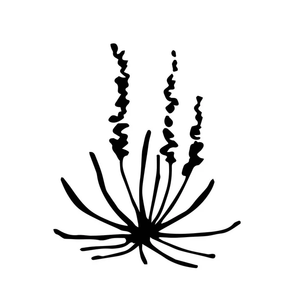 Простой Векторный Чёрный Контур Травяные Кусты Водоросли Травяные Дикие Растения — стоковый вектор