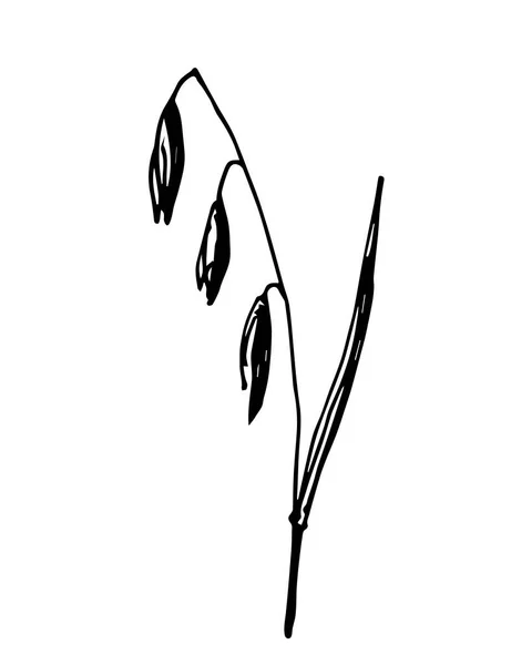 Einfache Handgezeichnete Vektorzeichnung Schwarzer Umrandung Haferflocken Isoliert Auf Weißem Hintergrund — Stockvektor