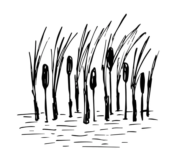 Simple Hand Drawn Vector Drawing Black Outline Lake Shore Reeds — Wektor stockowy