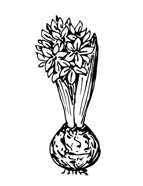 手描きのベクトル図面の彫刻スタイルです ヒヤシンスの花は白い背景 春の時間 球根植物に隔離されます 水墨画 — ストックベクタ