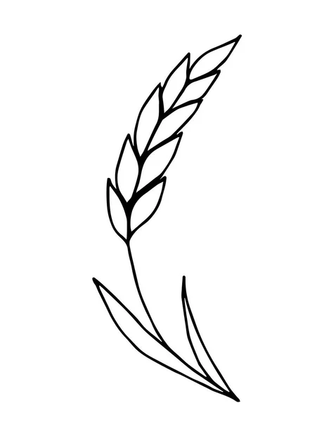 Siyah çizgili basit bir el çizimi vektör çizimi. Buğday filizi beyaz arka planda izole edilmiş. Mısır gevreği, tarım mahsulü, un ürünü, pişmiş yiyecekler. Parmak izi, ambalaj, logo için..