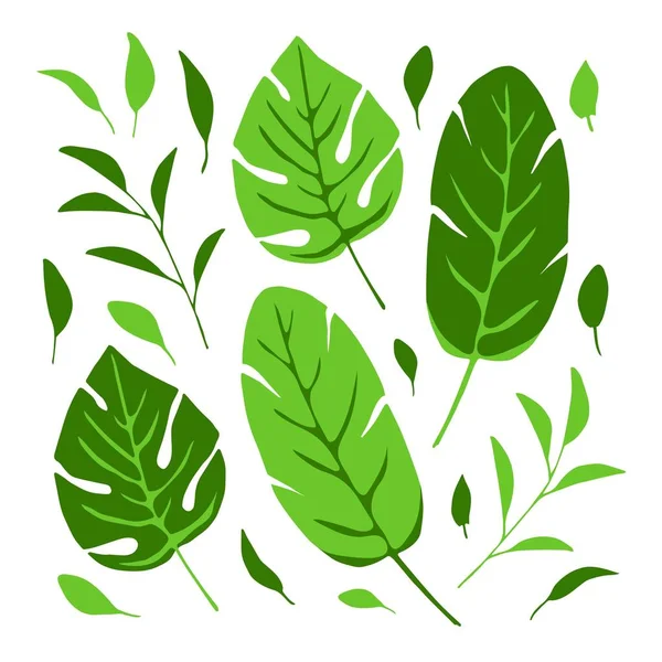 Enkel Vektor Uppsättning Gröna Tropiska Blad Djungelväxter Monstera Bananpalm Naturelement — Stock vektor