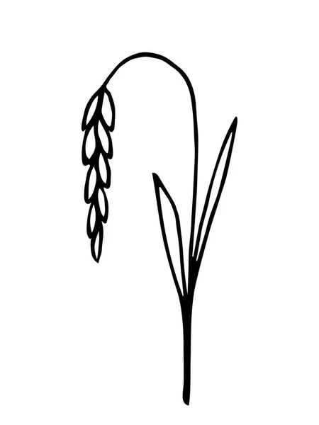 Eenvoudige Handgetekende Vectortekening Zwarte Omtrek Tarwespikelet Geïsoleerd Witte Achtergrond Landbouwgewassen — Stockvector