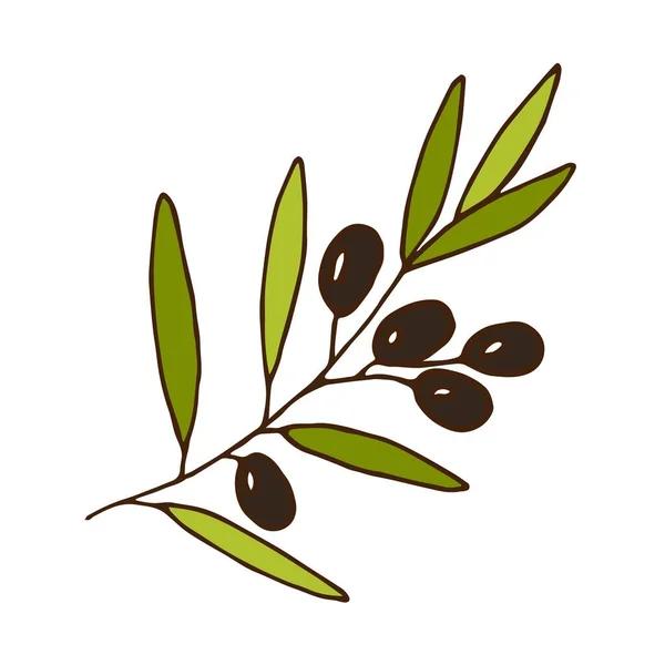 Basit renkli el çizimi vektör çizimi. Beyaz arka planda izole edilmiş zeytin dalı. Çiftlik hasadı, mahsul ekimi, üretim. Paketleme tasarımı için, yağ etiketi.