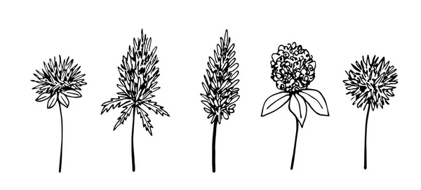 手描きのベクトル図面の彫刻スタイルです とげのある花序の集合 アザミ 野生の草原植物 — ストックベクタ