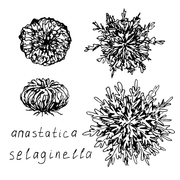 Spore desert plant, selaginella lepidophylla, jericho rose, resurrection flower, anastatica isolated on white background. Hand-drawn vector drawing, ink sketch, set. — Stock Illustration Spore Desert Plant Selaginella Lepidophylla Jericho Rose Resurrection Flower Anastatica Vector Graphics