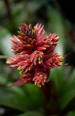 Ön planda soyut çiçek arka planda yeşil yaprak