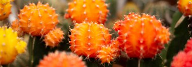 Doğal kaktüs çiftliği fidanlığında portakal renkli kaktüs tenceresi. Kapalı saksıda yetişen küçük taze kaktüs. Jimnastik kaktüsü.