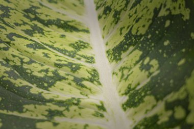 Yaprak yeşili renklerin dokusu, soyut yeşil arkaplan.